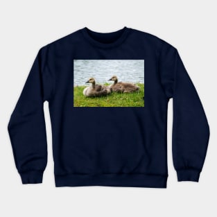 Young Canada geese Crewneck Sweatshirt